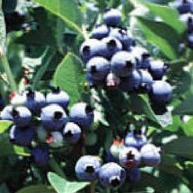 Blueberry Giant
