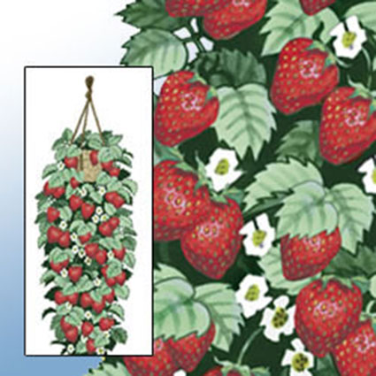 Hanging Strawberry Garden