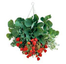 Hanging Strawberry Garden