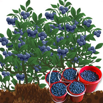 Mega Blueberries