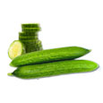 Cucumber Vine